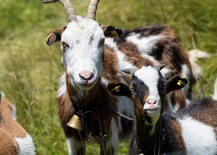 Silbertal Ξενοδοχείο Ζόλντεν